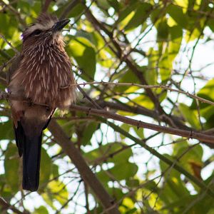 Northern purple roller