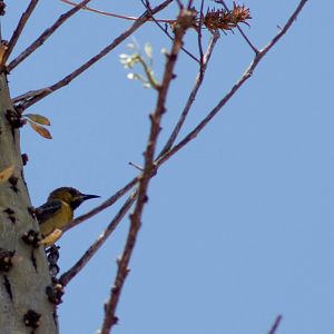 Western hooded oriole