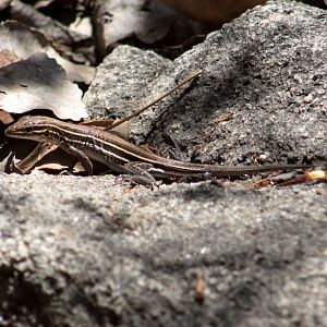 San Diego tiger whiptail