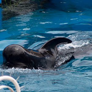 Short-finned pilot whale