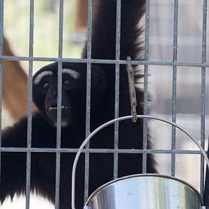 Eastern hoolock gibbon