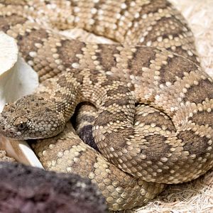 Panamint rattlesnake