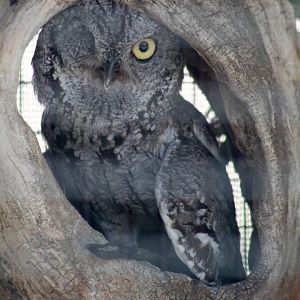 Western screech owl