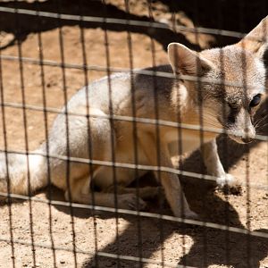San Joaquin kit fox