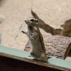 White-tailed antelope squirrel