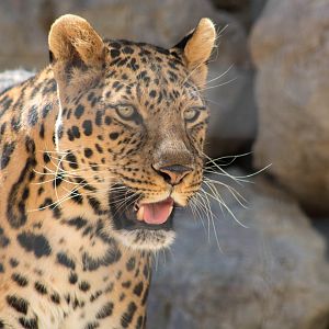 North Chinese leopard