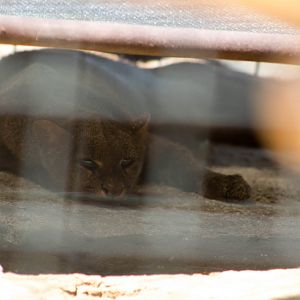 Jaguarundi