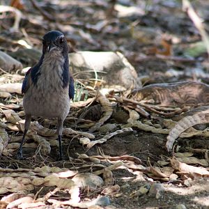 California scrub jay