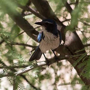 California scrub jay