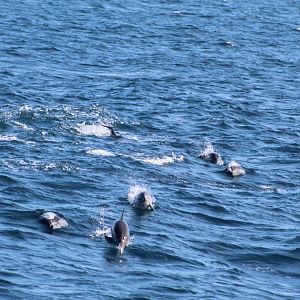 Short-beaked common dolphin