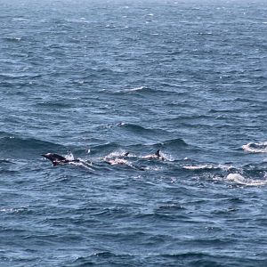 Short-beaked common dolphin