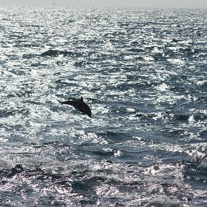 Short-beaked common dolphin