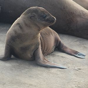 California sea lion pup