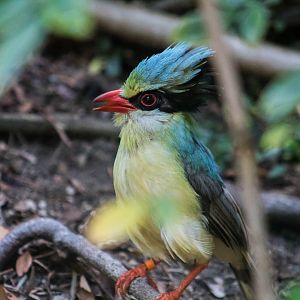 Indochinese green magpie