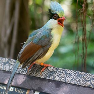Indochinese green magpie