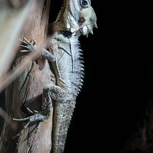 Boyd's forest dragon