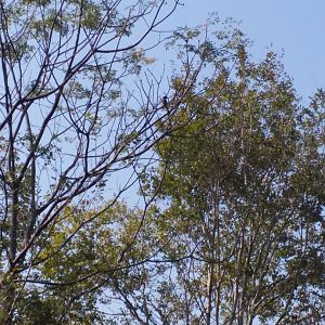 Black long-tailed shrike