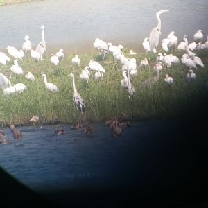 Black faced spoonbill and grey heron