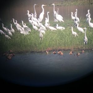 Black faced spoonbill and grey heron