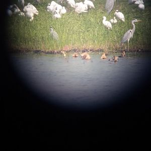 Black faced spoonbill and grey heron