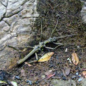 Sabah Spiny Stick Insect