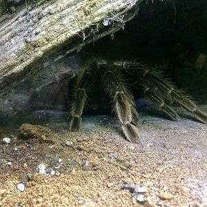 Brazilian Salmon Pink Birdeater