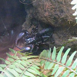 Borneo Forest Scorpion