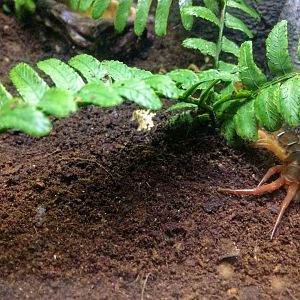 Asian Giant Centipede