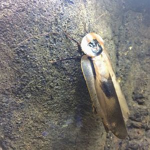 Giant Cave Roach