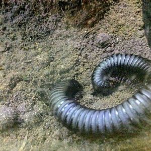African Giant Millipede