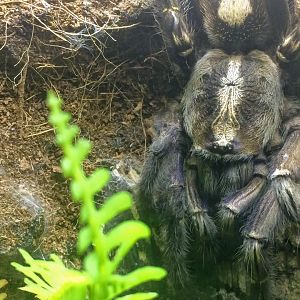Gooty Sapphire Ornamental Tarantula
