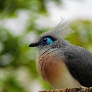 Crested Coua