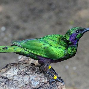 Emerald Starling