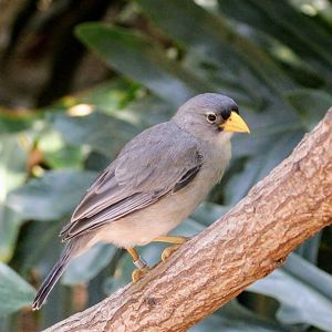 Cinereous Finch