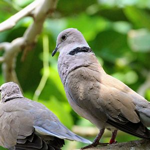 African Collared Dove