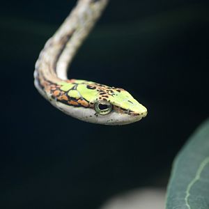 Cape Twig Snake (Savanna Vine Snake) new in 2018