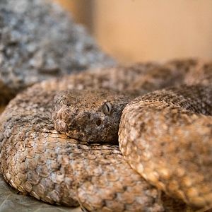 Panamint rattlesnake