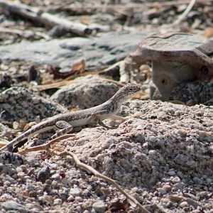 Western zebra-tailed lizard