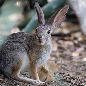Black-tailed jackrabbit