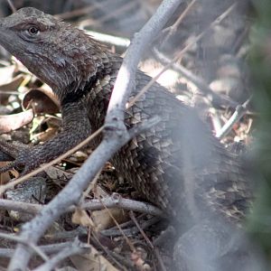 Yellow-backed spiny lizard