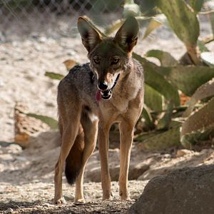 California Valley coyote