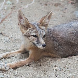Kit fox