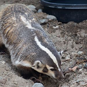 Great Lakes American badger