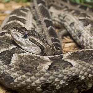 Mato Grosso lancehead