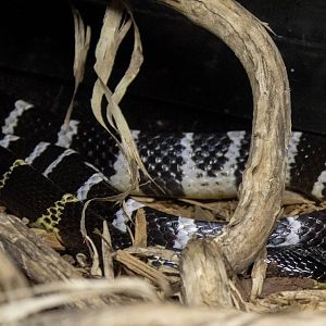 Many-banded krait