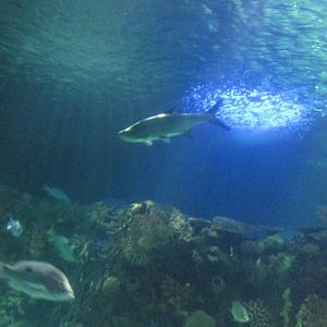 tarpon in ocean tank