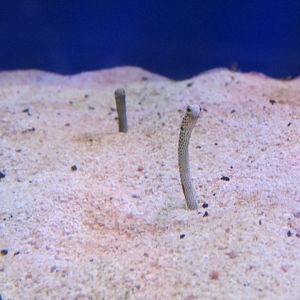 garden eels