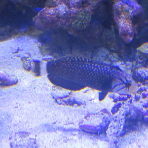 Rockmover wrasse