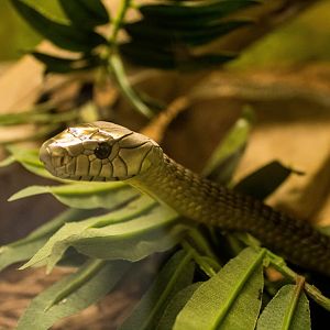 Black-tailed Jameson's mamba