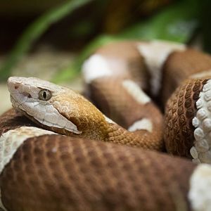 Trans Pecos copperhead